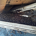 Ohio bat guano removal