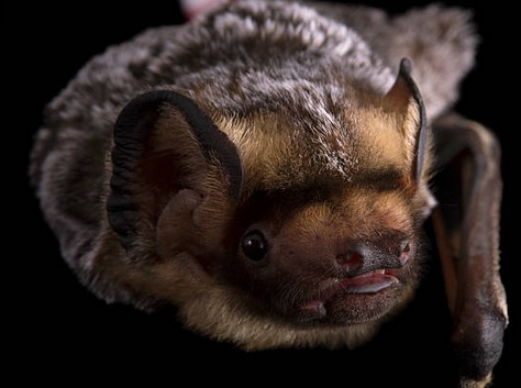 Columbus Hoary bat