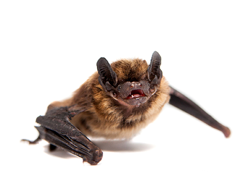 Kikersville Bat Control