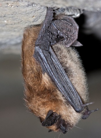 Columbus Eastern Small Footed Bat