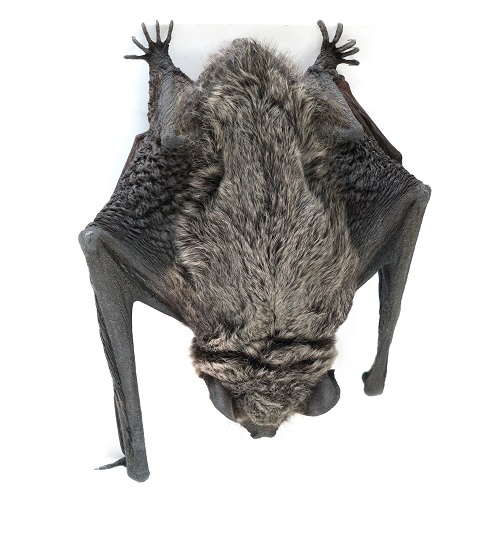 Columbus Silver Haired Bat